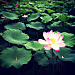 pink-lotus