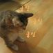 안냥안냥